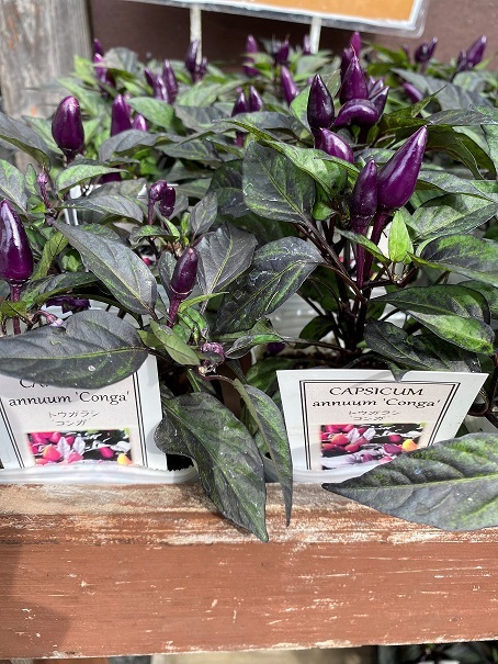 花苗入荷情報【’210913】_a0201358_15004459.jpg