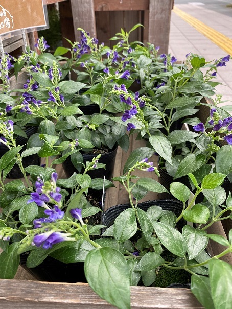 花苗入荷情報【’210913】_a0201358_15464634.jpg