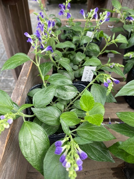花苗入荷情報【’210913】_a0201358_15465828.jpg