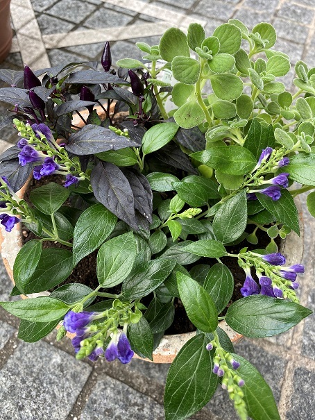 花苗入荷情報【’210913】_a0201358_15493021.jpg