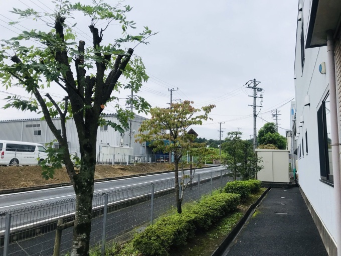 植栽樹木の Before after_b0100062_06383568.jpeg