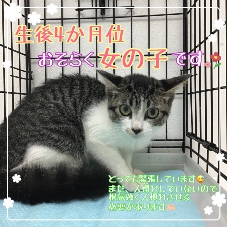 新しい家族を探しています♪_c0138175_16035285.jpeg