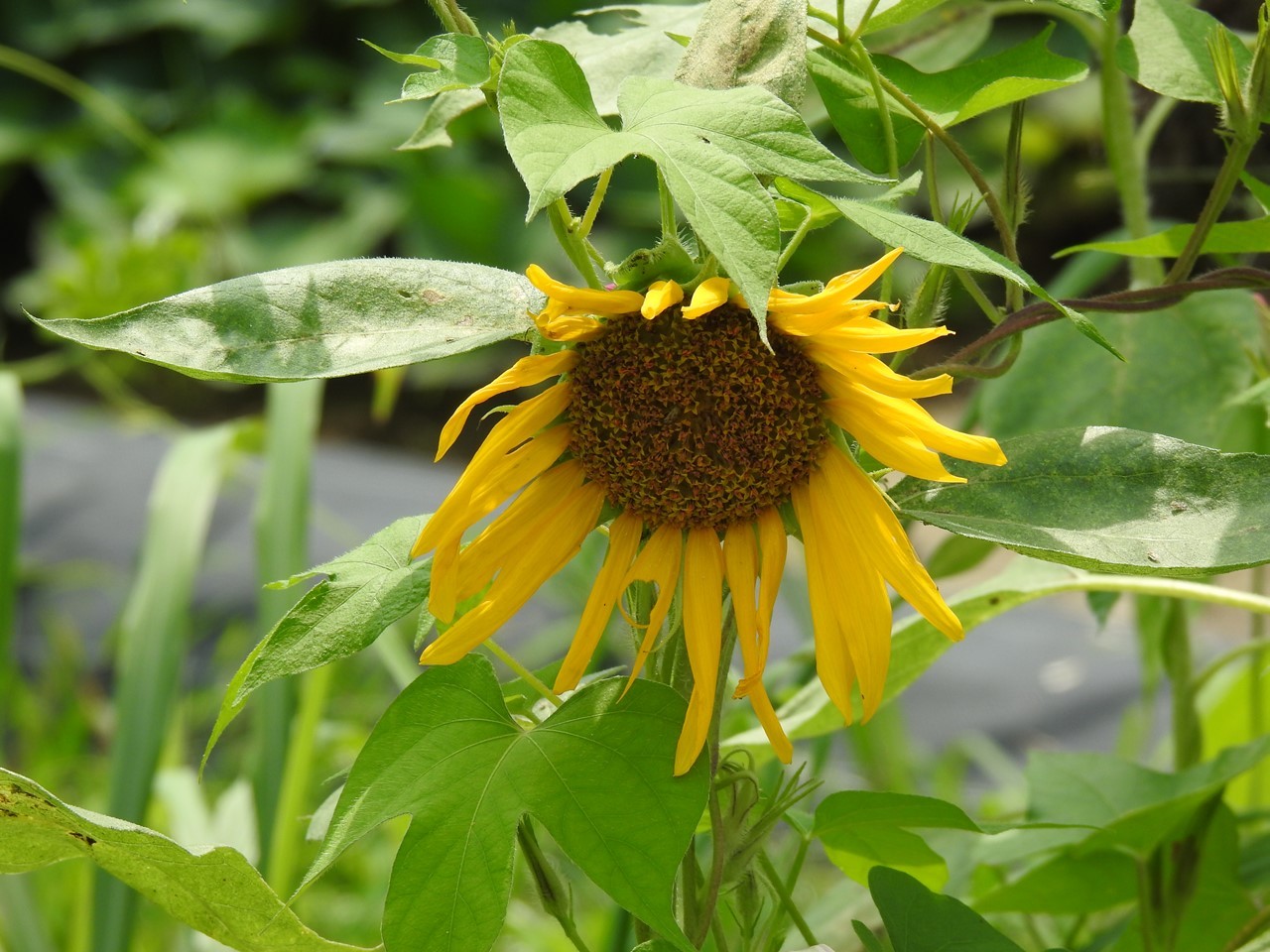 『白鶺鴒(ハクセキレイ)と近所の花達』_d0054276_19584400.jpg