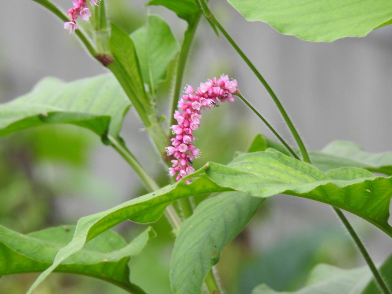 『白鶺鴒(ハクセキレイ)と近所の花達』_d0054276_20082105.jpg