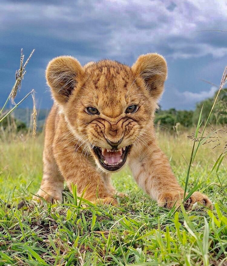 タブーに臆せず自分を語る力 新 感性 日記