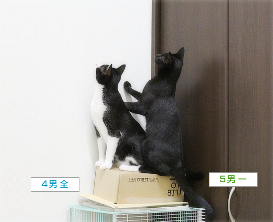 虫さん、ピンチ!_a0389088_19323008.jpg