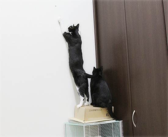 虫さん、ピンチ!_a0389088_19323015.jpg