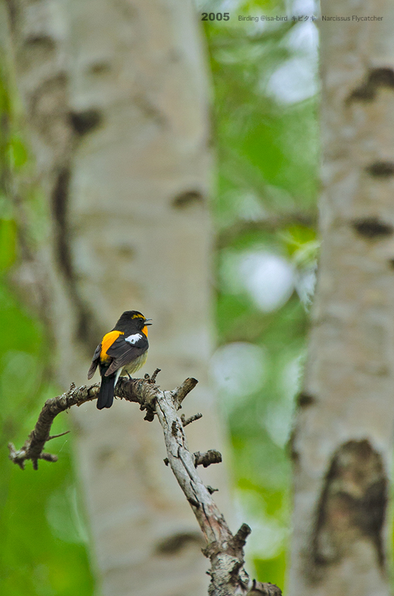 Archive❹ 2005 < 春 >isa-bird_d0164892_23433115.jpg