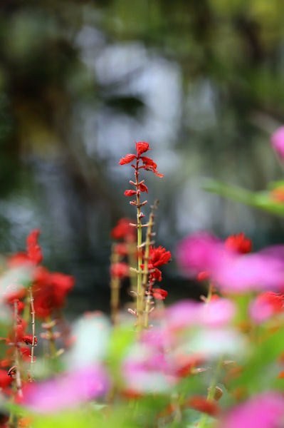赤いサルビア 四季の草花に魅せられて