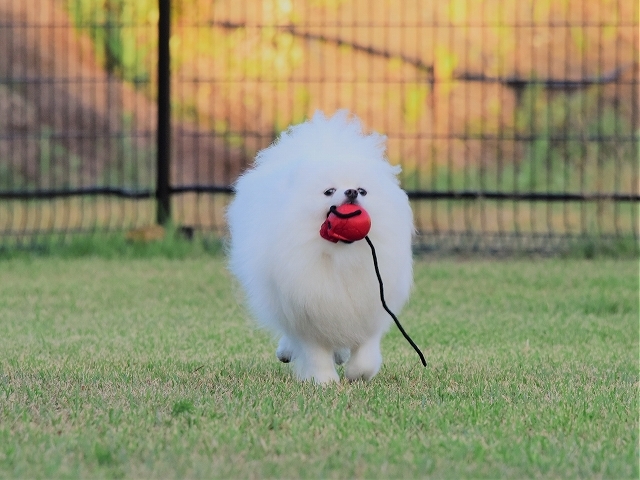 忍犬_d0360206_18535008.jpg