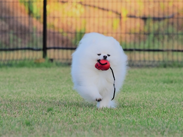 忍犬_d0360206_18535053.jpg