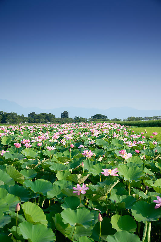 四季の花達 蓮@近江八幡の蓮田_f0032011_19015213.jpg