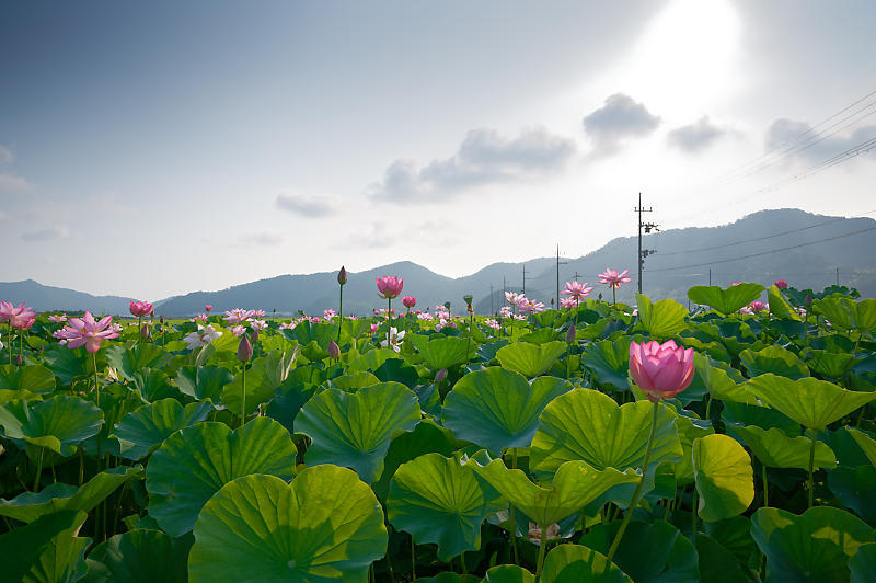 四季の花達 蓮@近江八幡の蓮田_f0032011_19015247.jpg