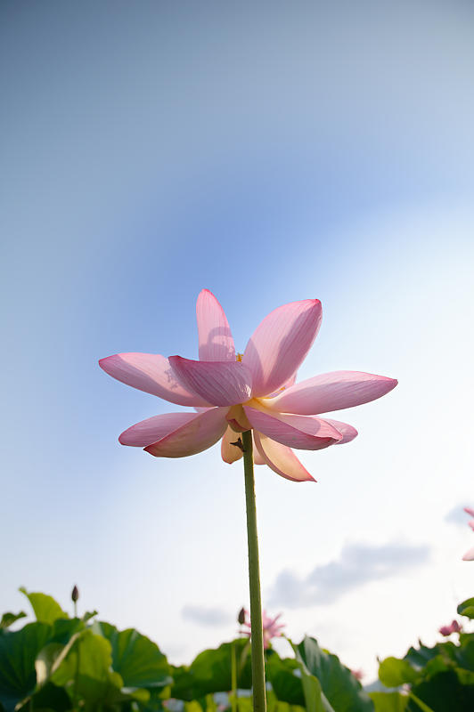 四季の花達 蓮@近江八幡の蓮田_f0032011_19015264.jpg