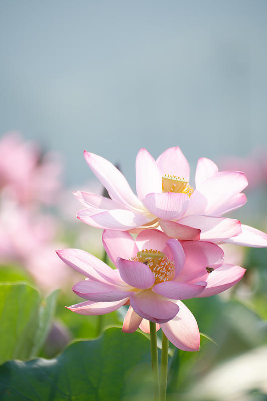 四季の花達 蓮@近江八幡の蓮田_f0032011_19015296.jpg