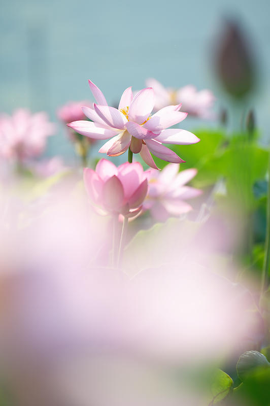 四季の花達 蓮@近江八幡の蓮田_f0032011_19015302.jpg