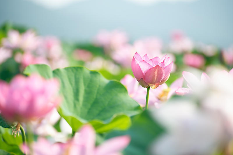 四季の花達 蓮@近江八幡の蓮田_f0032011_19015319.jpg