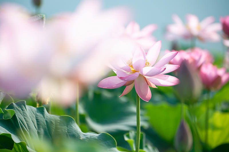 四季の花達 蓮@近江八幡の蓮田_f0032011_19015398.jpg