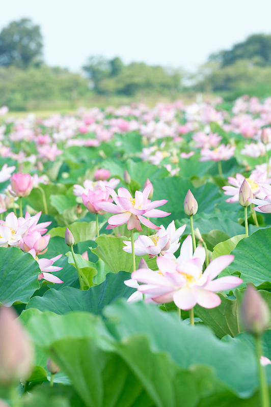 四季の花達 蓮@近江八幡の蓮田_f0032011_19030709.jpg