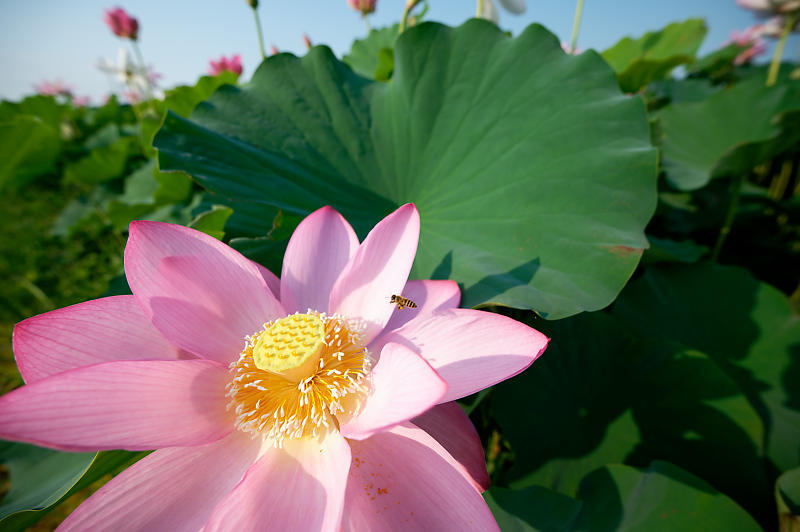 四季の花達 蓮@近江八幡の蓮田_f0032011_19030713.jpg