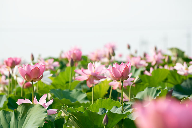 四季の花達 蓮@近江八幡の蓮田_f0032011_19030757.jpg