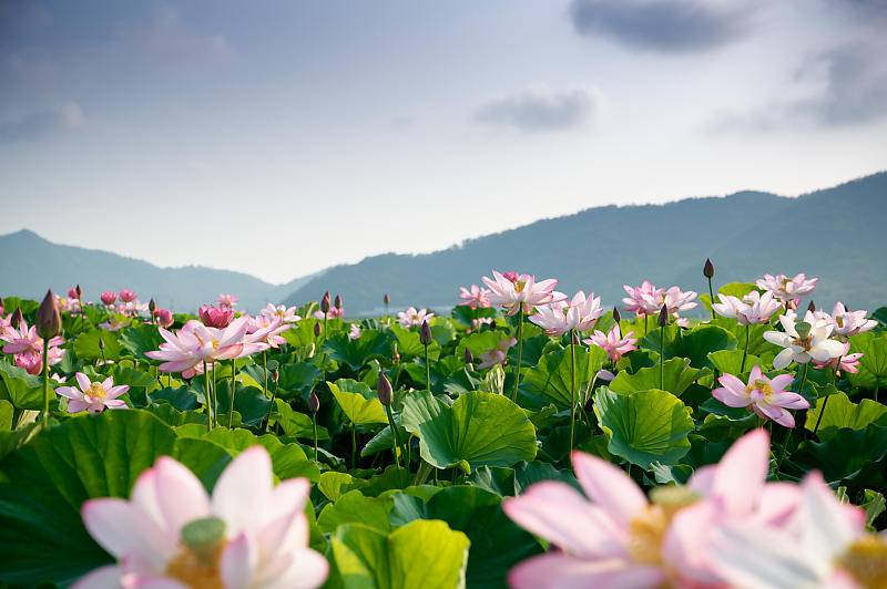 四季の花達 蓮@近江八幡の蓮田_f0032011_19092664.jpg