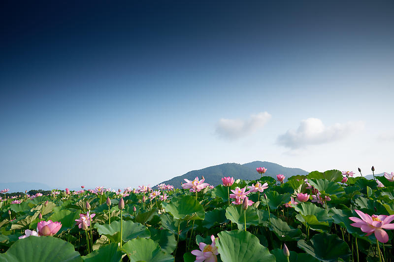 四季の花達 蓮@近江八幡の蓮田_f0032011_19171064.jpg