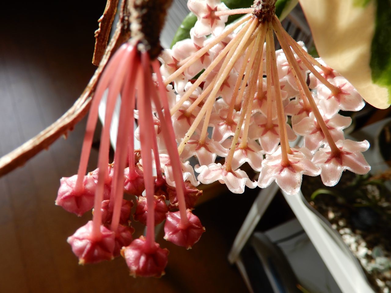 ホヤ落花_c0025115_21315602.jpg
