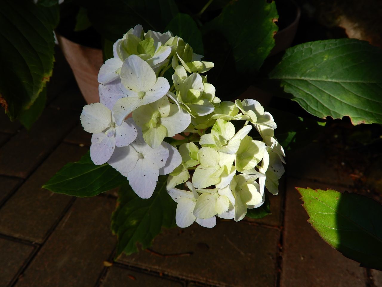 ホヤ落花_c0025115_21364022.jpg