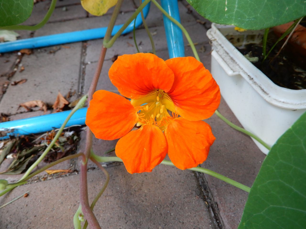 ホヤ落花_c0025115_21394859.jpg