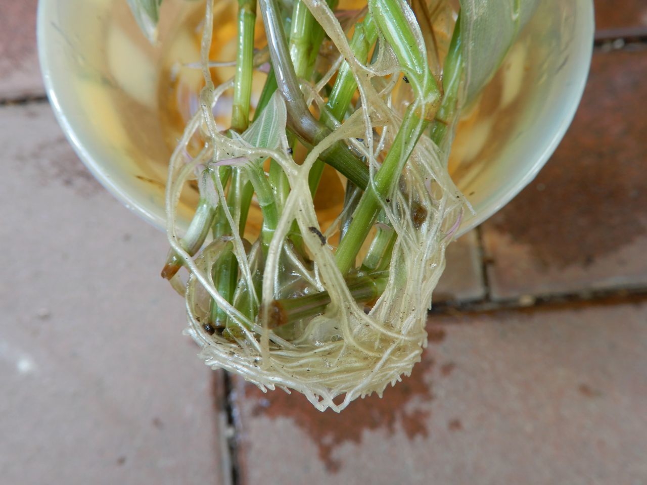 ホヤ落花_c0025115_21455850.jpg
