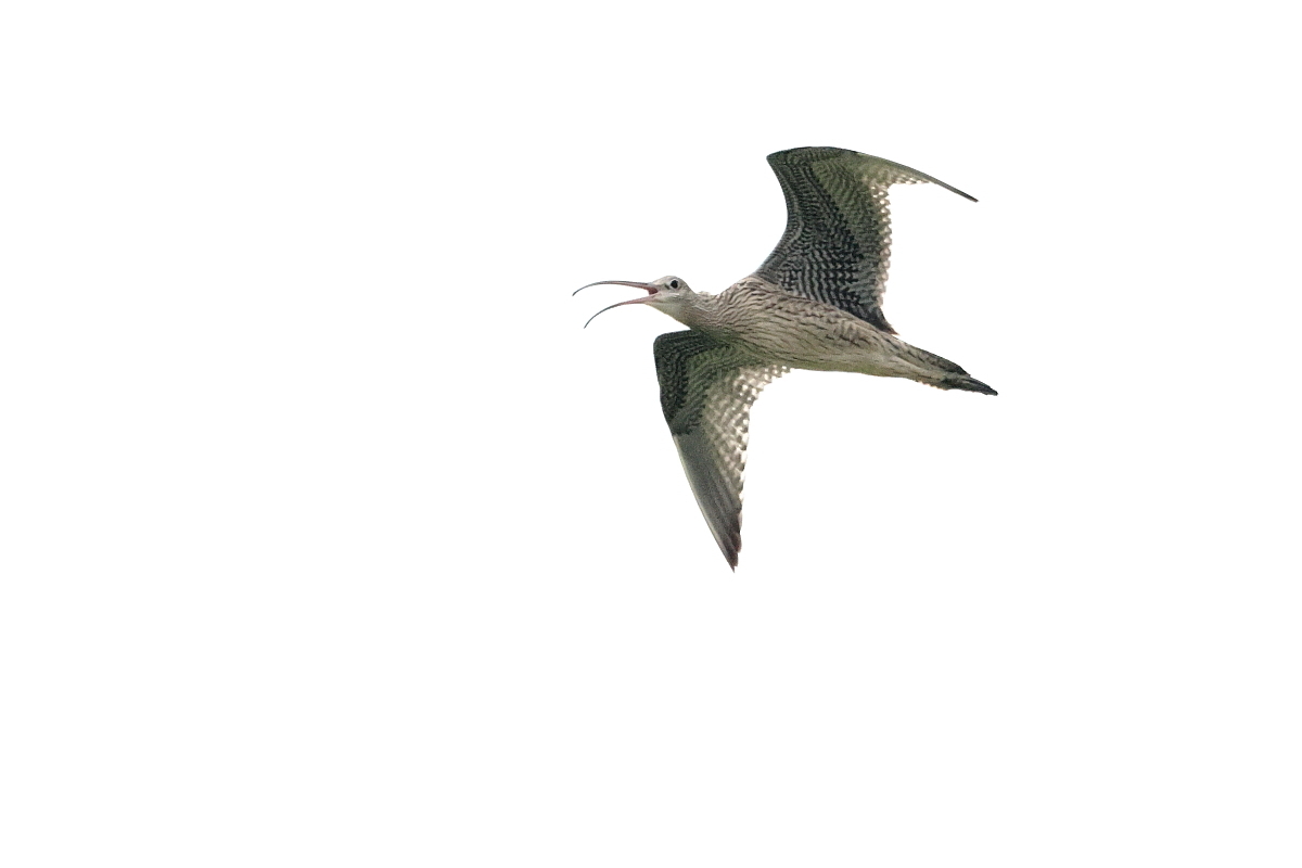ホウロクシギ ③ 曇り空の飛翔_f0369315_22372519.jpg