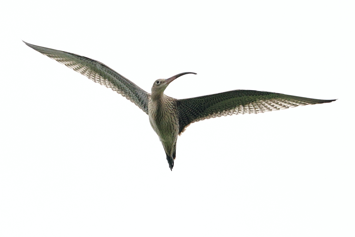 ホウロクシギ ③ 曇り空の飛翔_f0369315_22372603.jpg