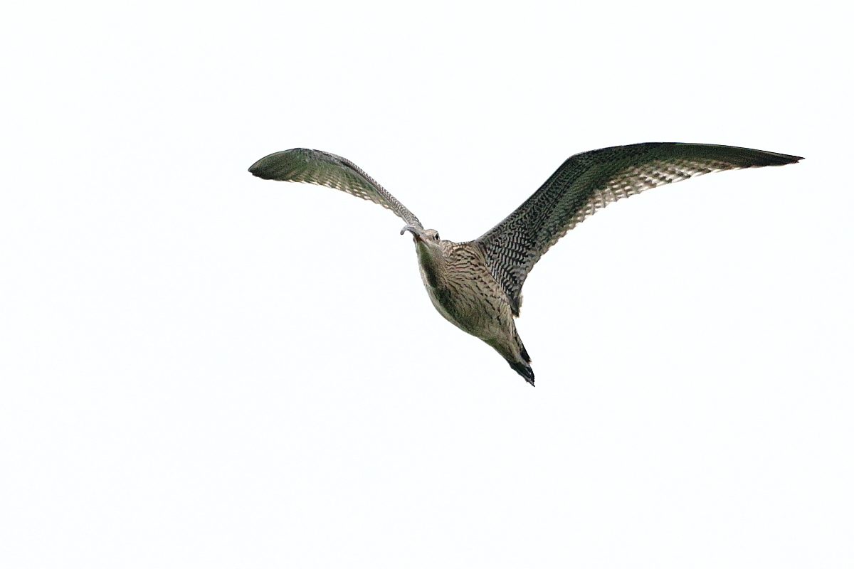 ホウロクシギ ③ 曇り空の飛翔_f0369315_22372660.jpg
