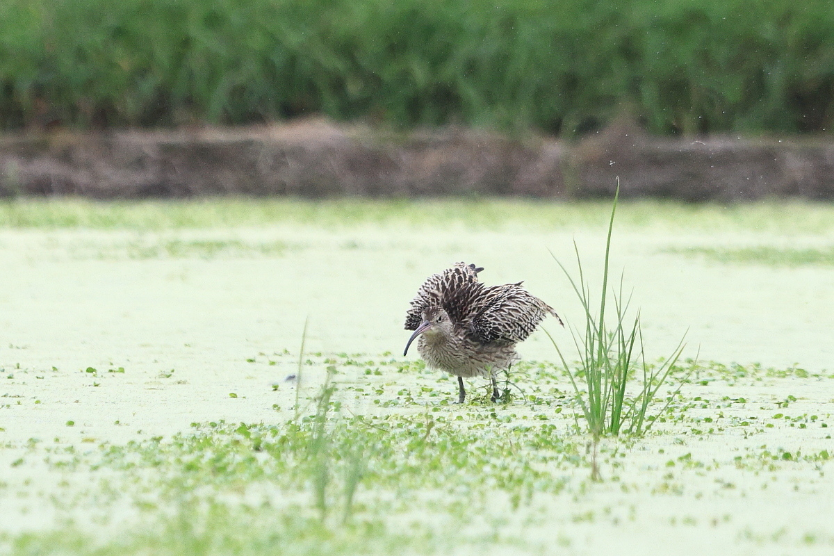 ホウロクシギ ① 最大級のシギ_f0369315_23260728.jpg