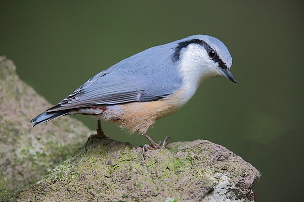 人馴れしたゴジュウカラ_e0413627_17091191.jpg