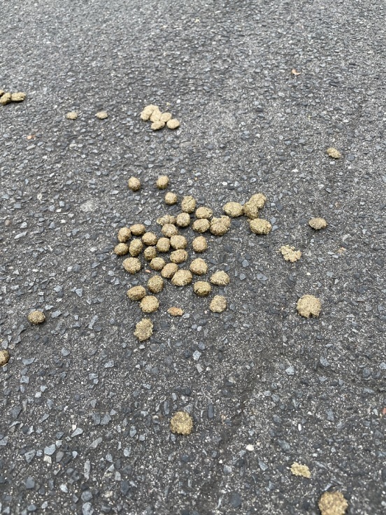 犬の目線と犯罪の臭い_f0076731_17551827.jpg
