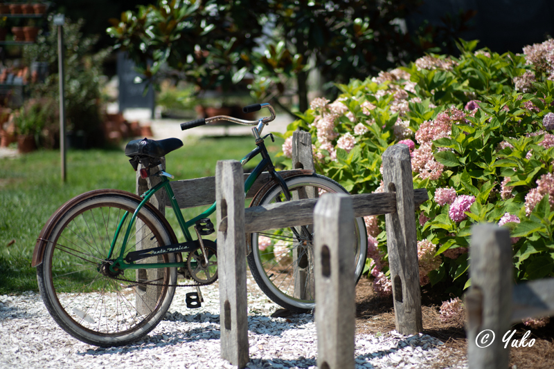 錆びた自転車 / a rusty bicycle_e0400546_07431515.jpg