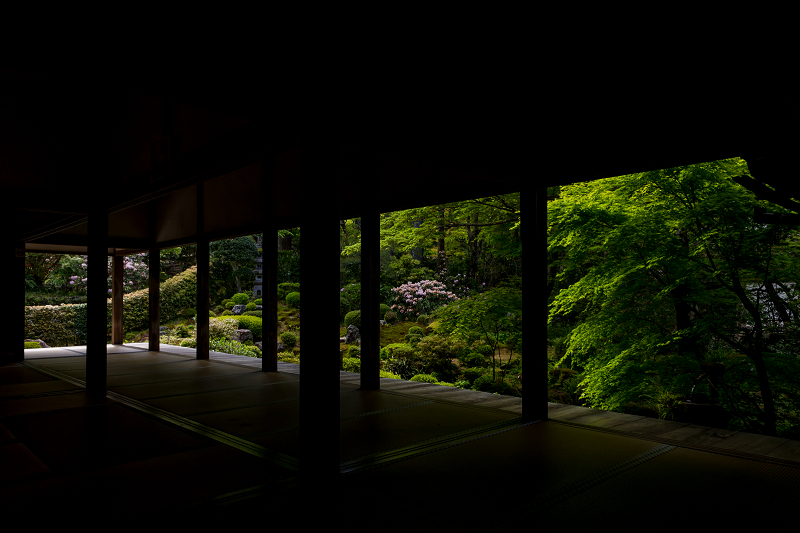 キリシマツツジと春の花咲く三千院_f0155048_20573116.jpg