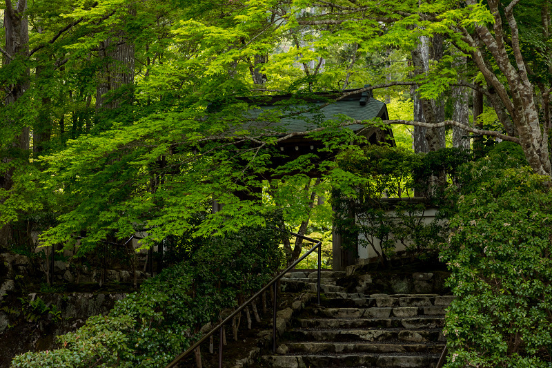 キリシマツツジと春の花咲く三千院_f0155048_21045548.jpg