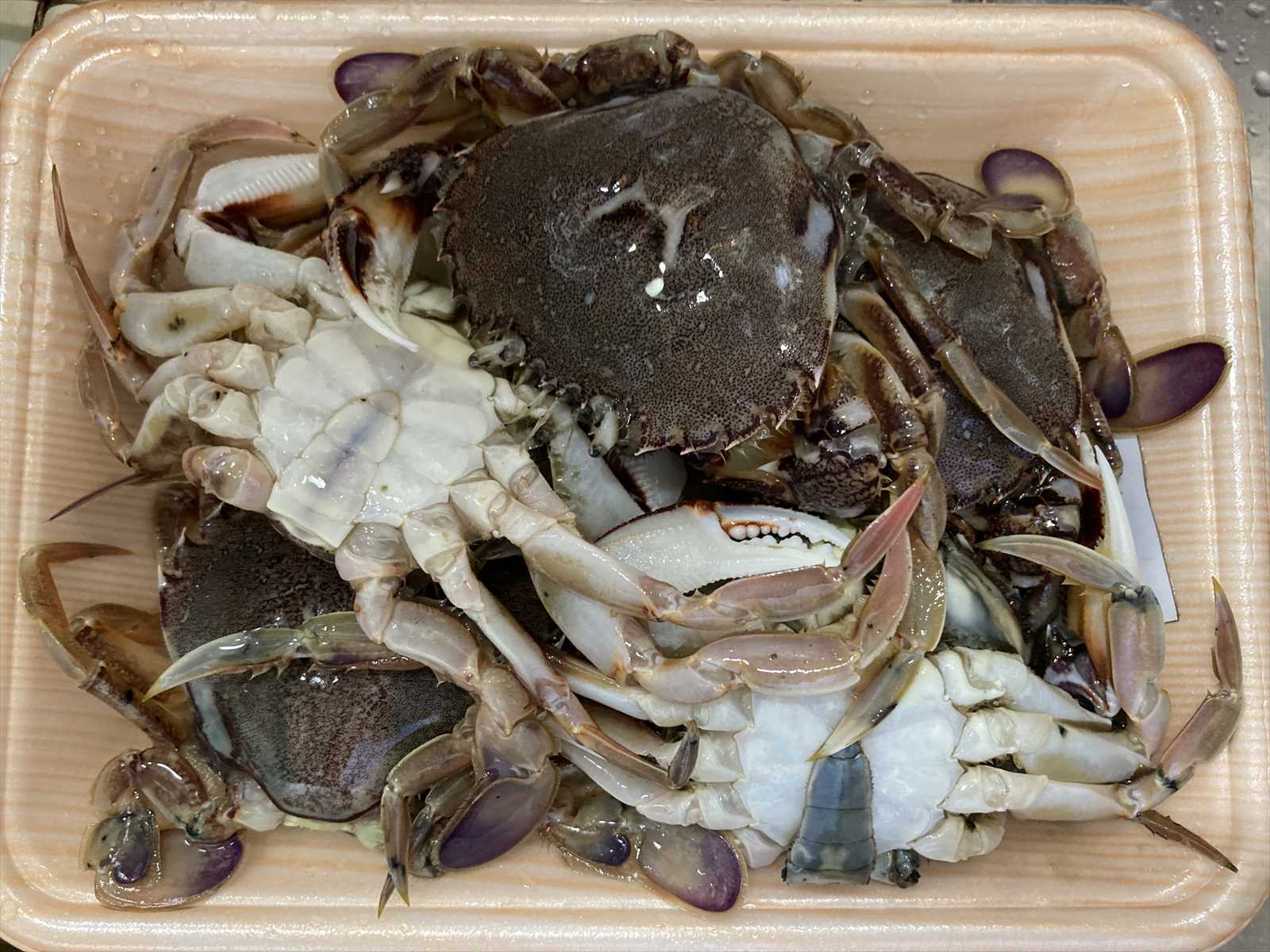 丸ガニの 味噌汁 化石部の父
