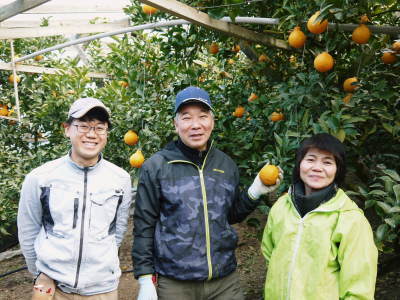 デコポン(肥後ポン) 果実の成長の様子(2021) 来年の花芽となる夏芽も元気に育っています!(前編) _a0254656_19013669.jpg