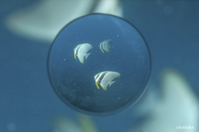 引き続き海は青く_e0158261_07045812.jpg