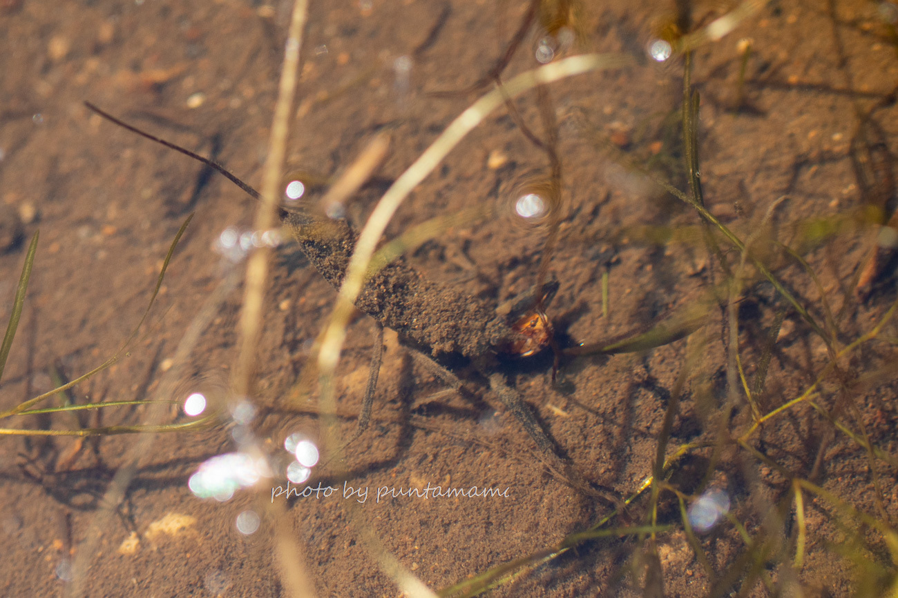 水生昆虫_e0249878_18251472.jpg