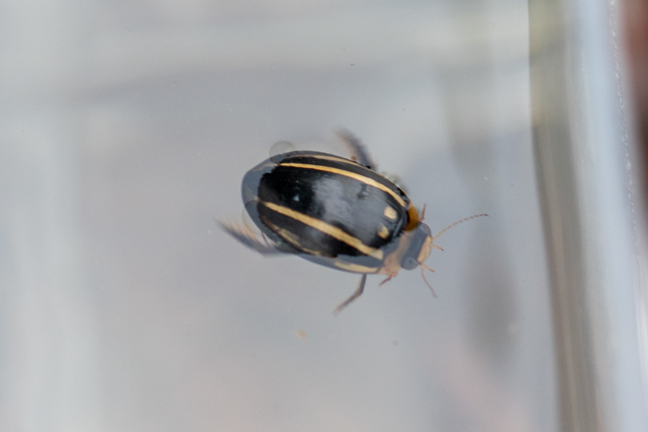 水生昆虫_e0249878_18435908.jpg