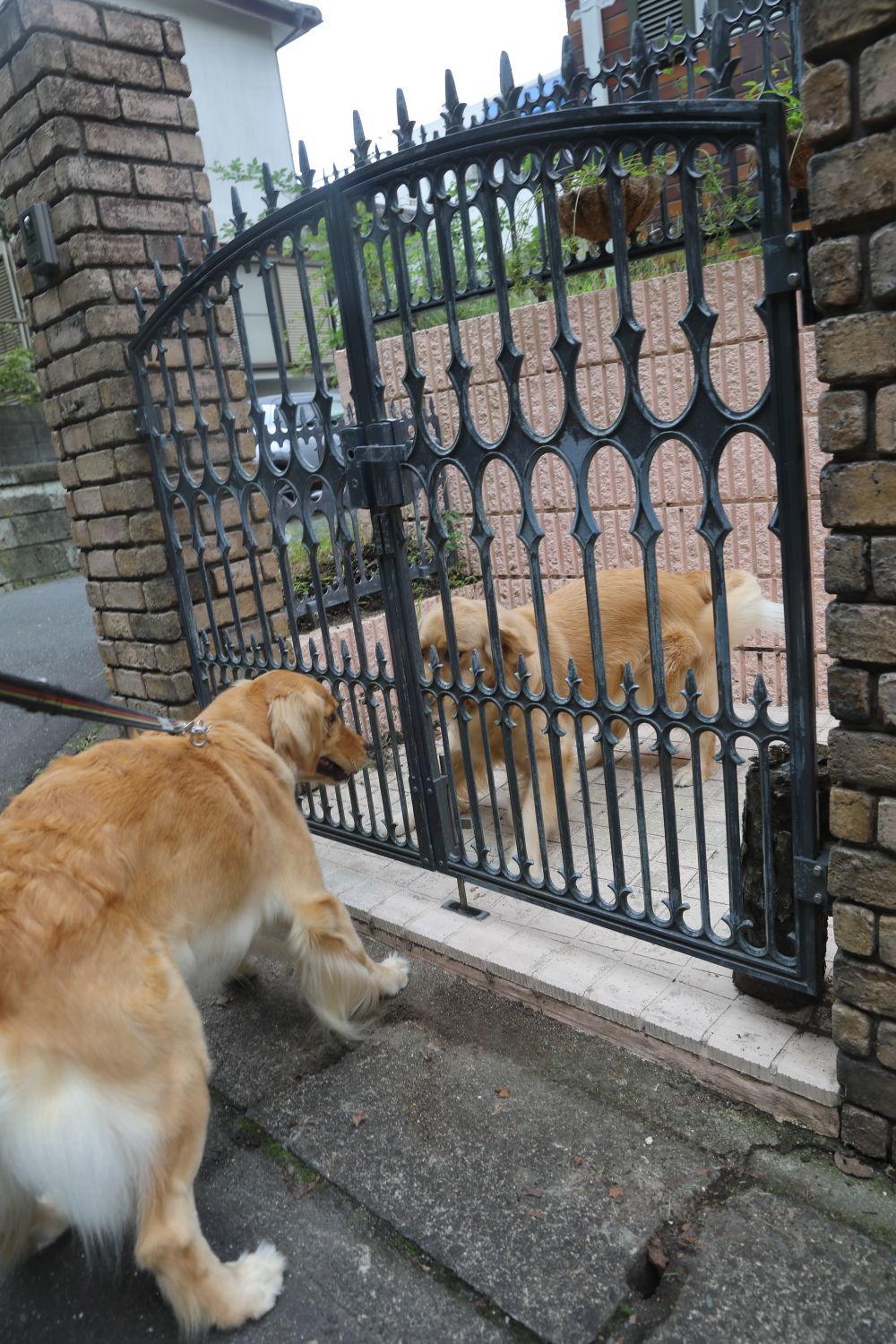 咲きました!_b0275998_10475362.jpg