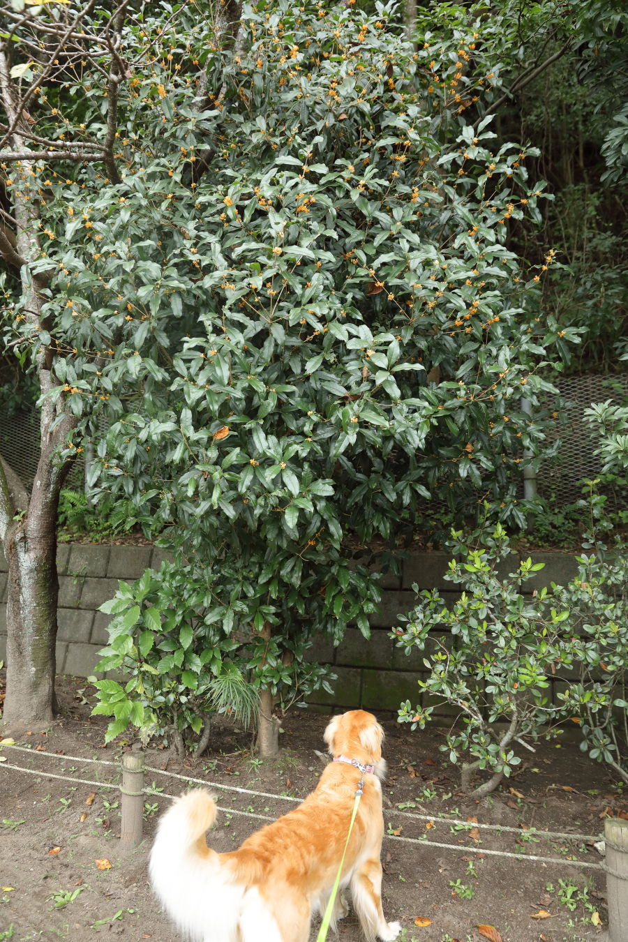 咲きました!_b0275998_11003624.jpg