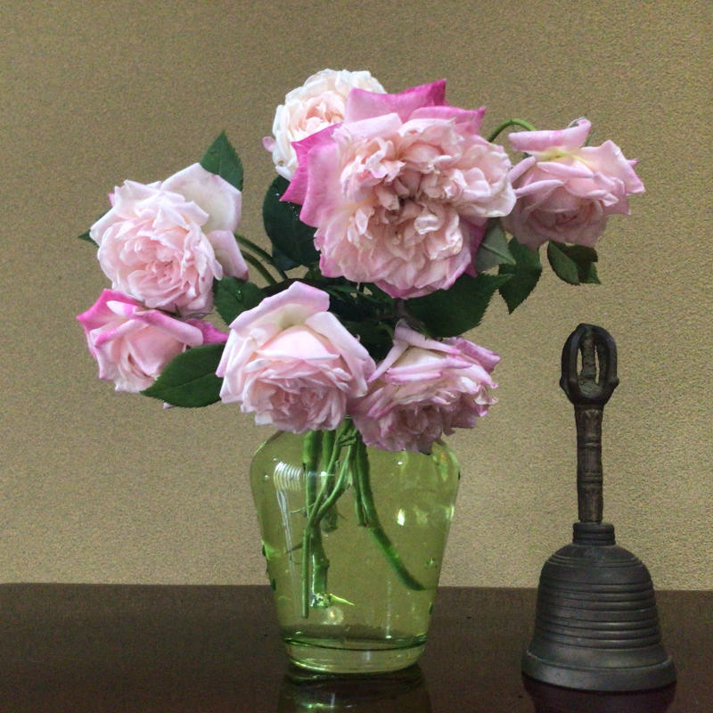 暴れるバラを切って花瓶に挿したら可愛い♪_c0404712_11030044.jpg