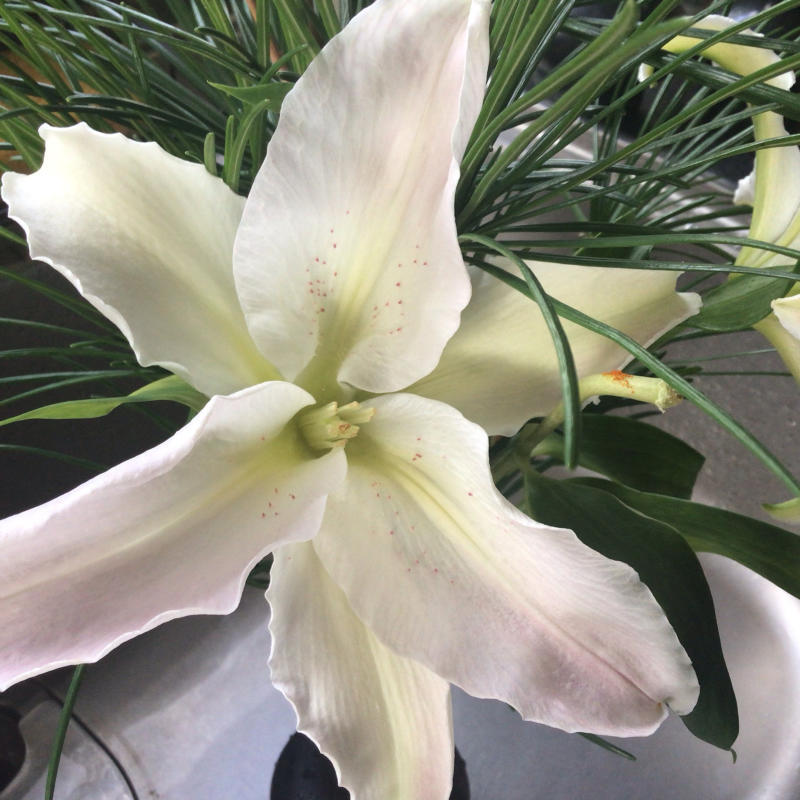 暴れるバラを切って花瓶に挿したら可愛い♪_c0404712_11035157.jpg