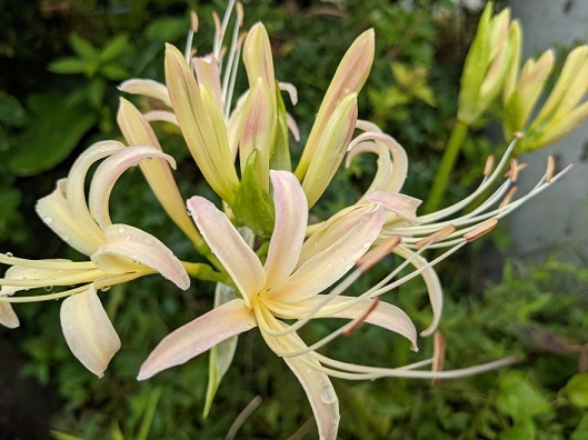 リコリスの花 白 ひとりごと